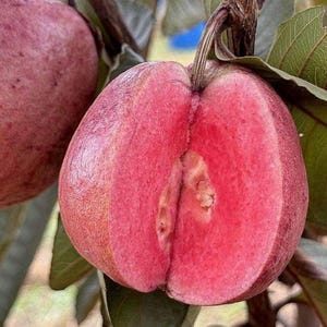Può includere: Primo piano di una guava tagliata a metà, che rivela una polpa rosa vibrante. L'esterno è di un colore rosa-rossastro, con una superficie strutturata. Foglie verdi e un gambo marrone sono visibili sullo sfondo, suggerendo un ambiente naturale.