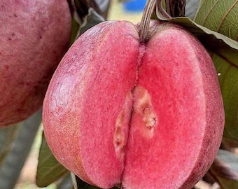 Arbre nain greffé de goyave rouge de Thaïlande (Psidium guajava) Nouvel hybride