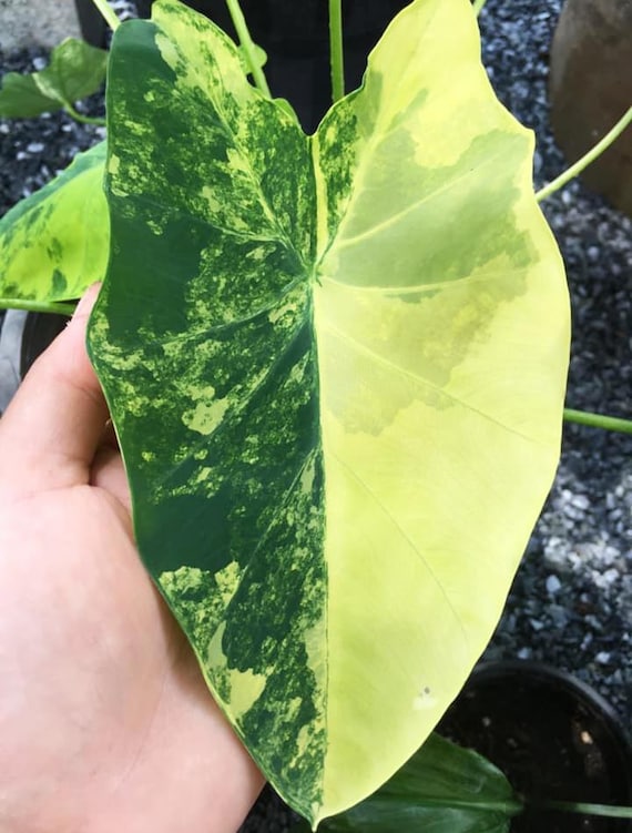 Seltene Gelbe Splash Elefant Ohr Colocasia Esculenta Live Bulb - Etsy  sterreich