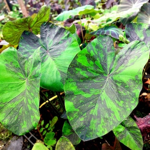 Può includere: Primo piano di una pianta variegata verde e nera con foglie grandi a forma di cuore. Le foglie hanno un motivo maculato di verde scuro e verde chiaro.