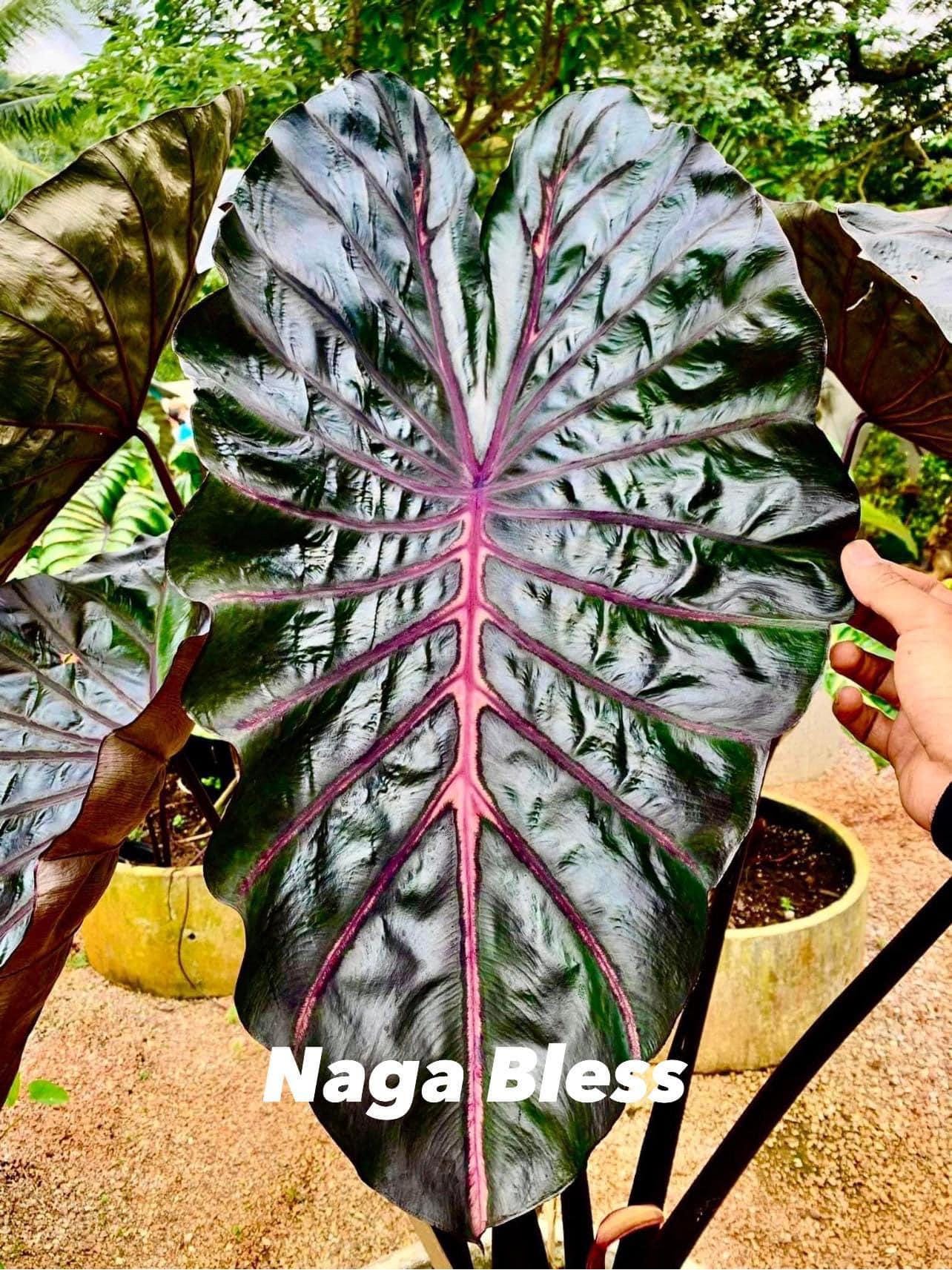 アロカシア ビッグディッパー 抜き苗 第4種郵便発送 アロカシアの成長