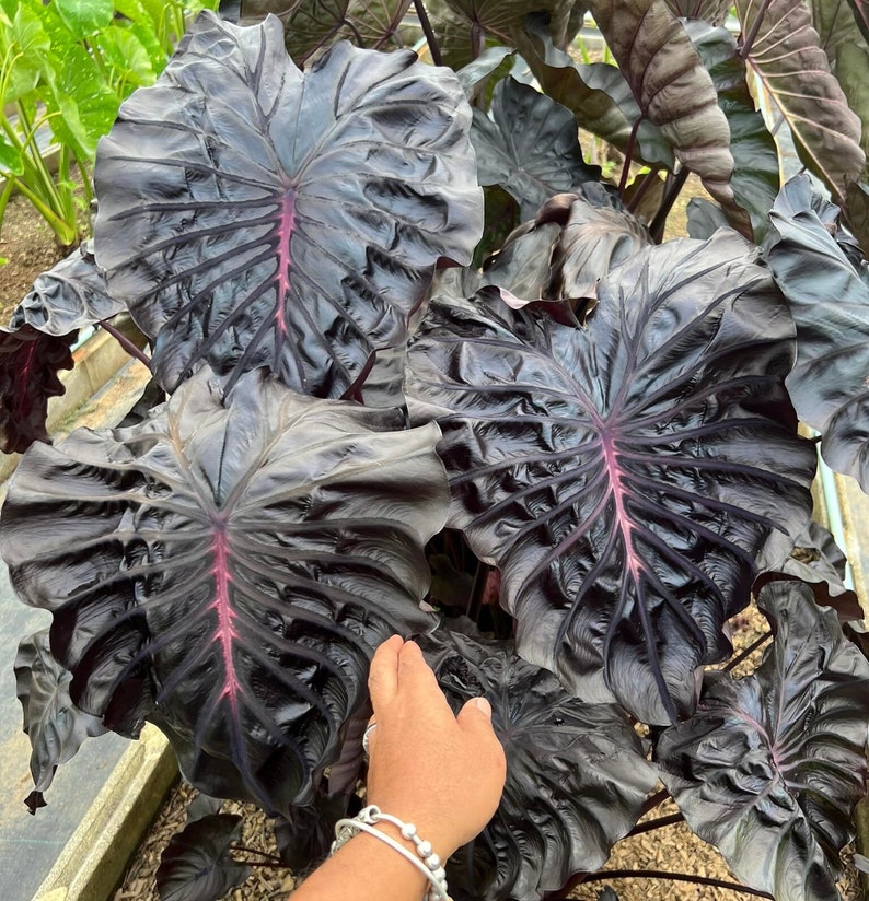 Rare Graphite Rare Graphite Reflected Elephant Ear Colocasia Esculenta Live Bulb - Etsy