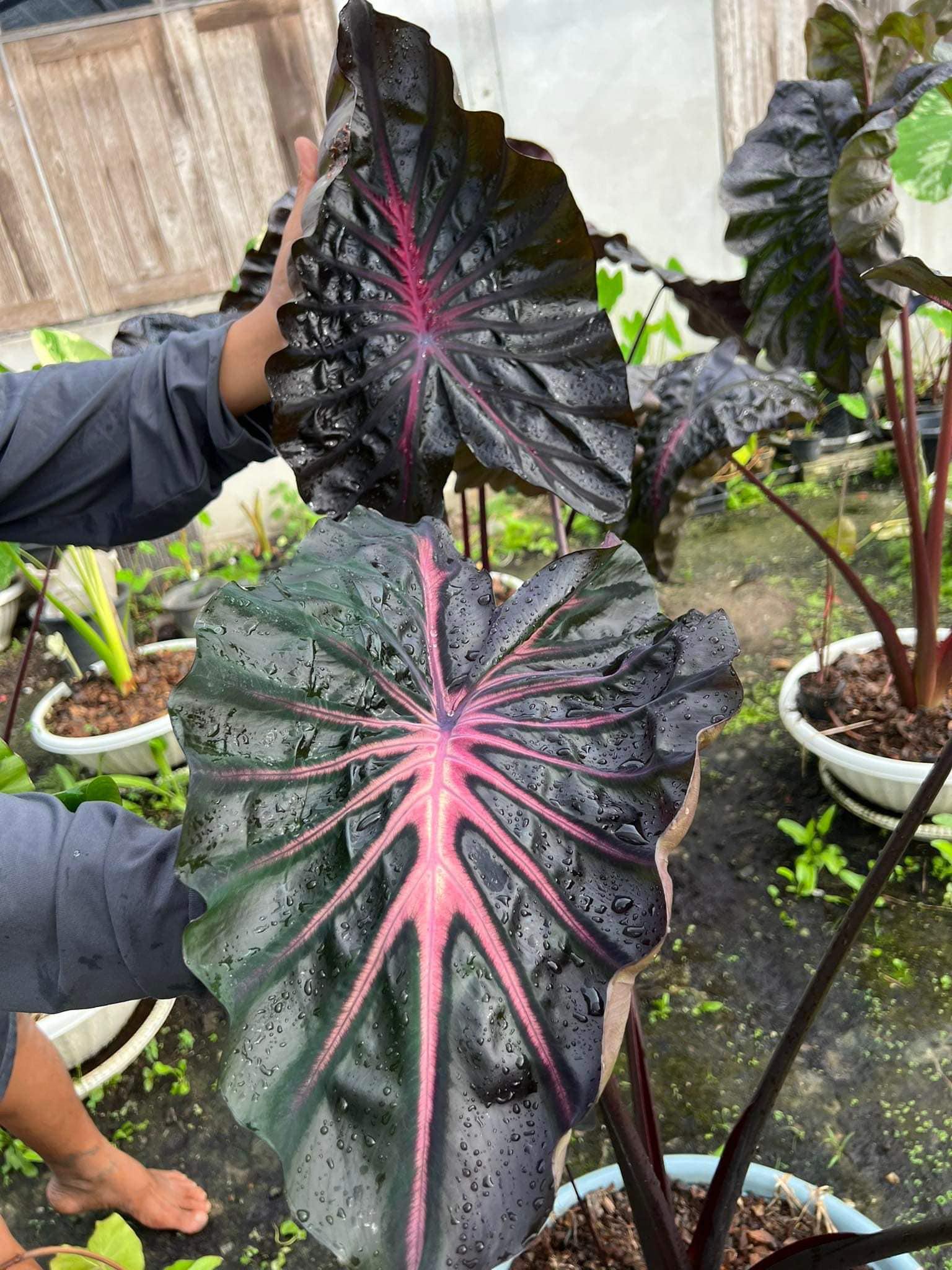 23 First pink 激レア Colocasia コロカシア サトイモ科 アロイド 球根 