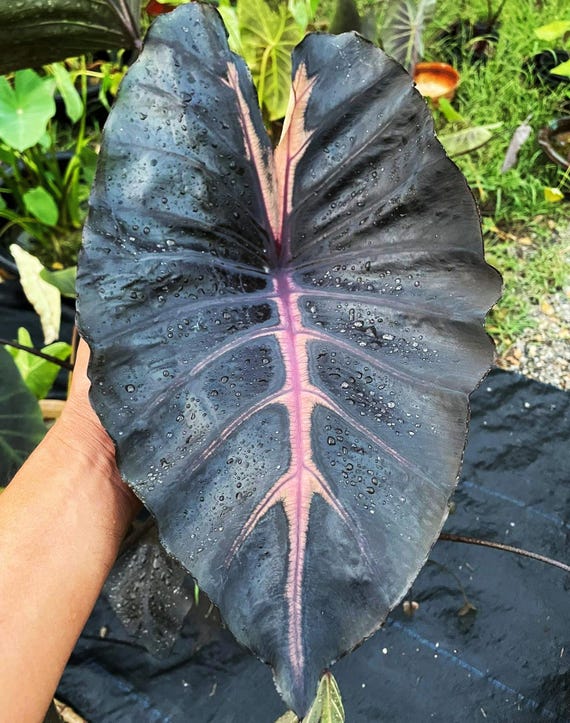 Rare Blood Grail Elephant Ear Bulb - New Hybrid Colocasia Esculenta - Etsy