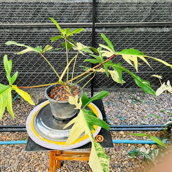 フィロデンドロン・フロリダビューティー斑入り植物 – 斑入りの