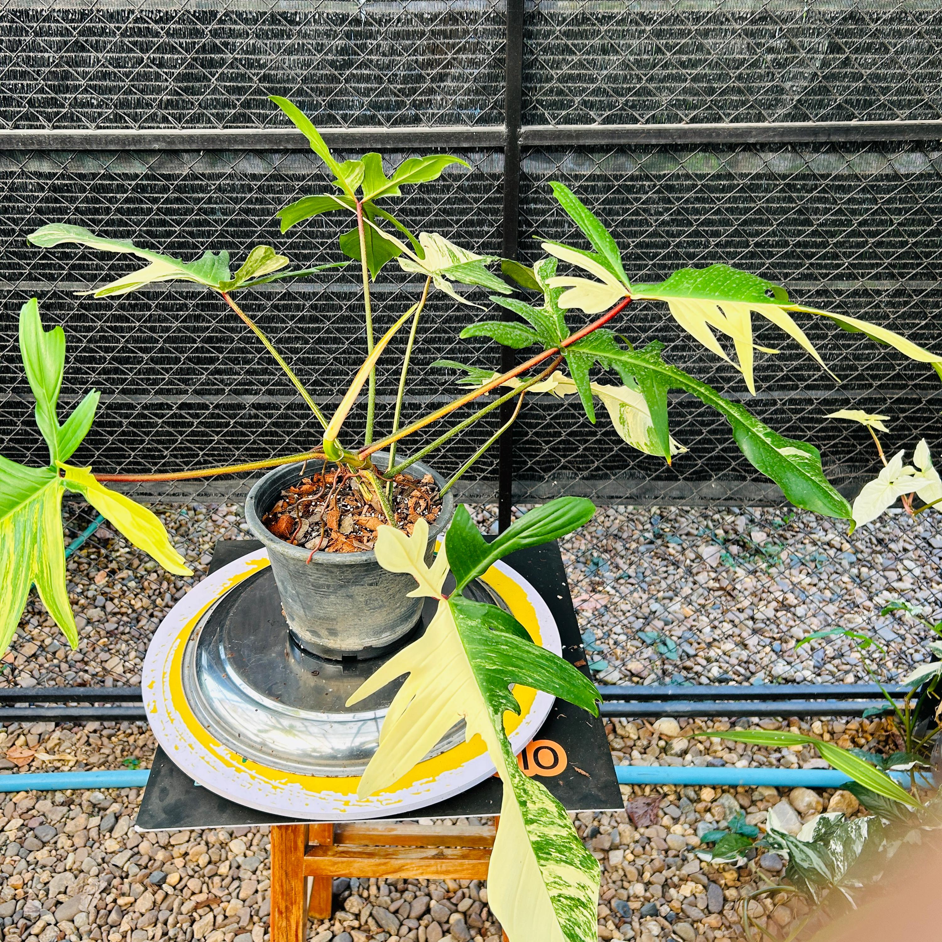 フィロデンドロン・フロリダビューティー斑入り植物 – 斑入りの