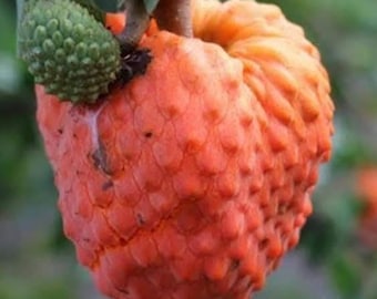 Árbol injertado de Annona Spinescens (Naranjo brasileño) Chirimoya