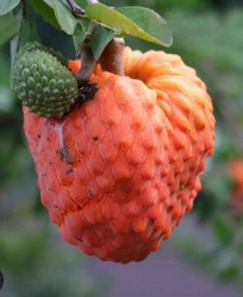 Annona Spinescens Grafted Tree Brazilian Orange Custard Apple - Etsy