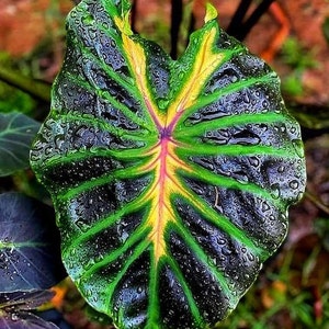 Colocasia Tossakan esculenta species RARE New HB Elephant ear free Phytosanitary Certificate