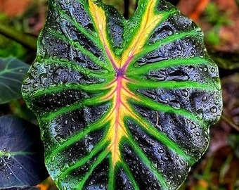 Bulbo vivo de Colocasia esculenta (oreja de elefante de Tossakan), una variedad rara.