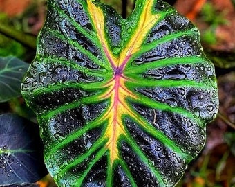 Colocasia Tossakan esculenta species RARE New HB Elephant ear free Phytosanitary Certificate