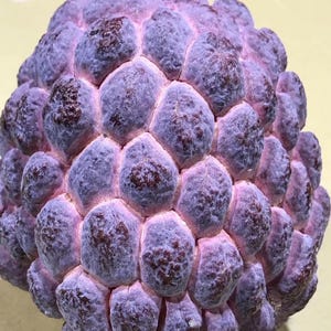 Puede incluir: Primer plano de una fruta morada con una superficie texturizada y con bultos. La fruta tiene un tono rosa claro entre los bultos y un color morado más oscuro en los bultos. Una moneda descansa sobre la fruta.