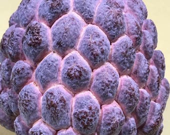 Árbol injertado de anona púrpura tailandesa (Annona squamosa), un árbol frutal de anona raro.