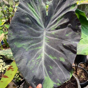 Colocasia pink - Etsy 日本