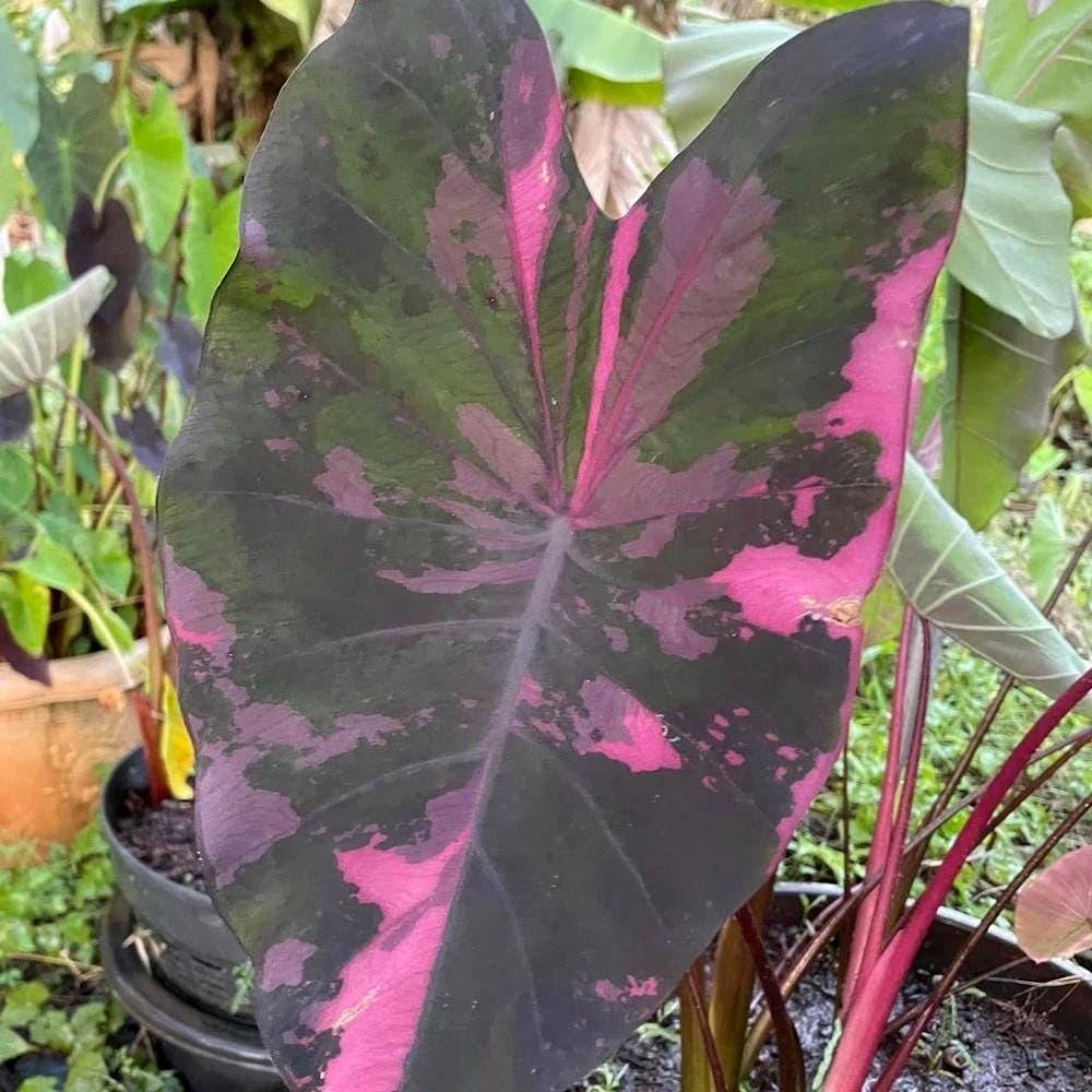 Colocasia pharaoh's mask - Etsy 日本