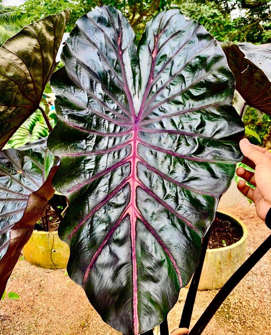 コノフィツム　ボルシアエ(bolusiae) isla del pescado - Conophytum luckhoffii-コノフィツム・ルックホフィー