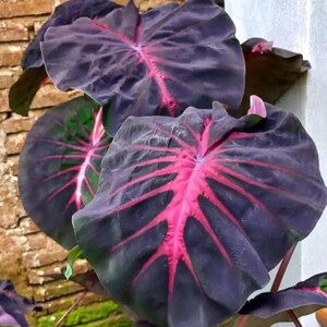 May include: Close-up of a dark purple and pink tropical plant with large, veined leaves.