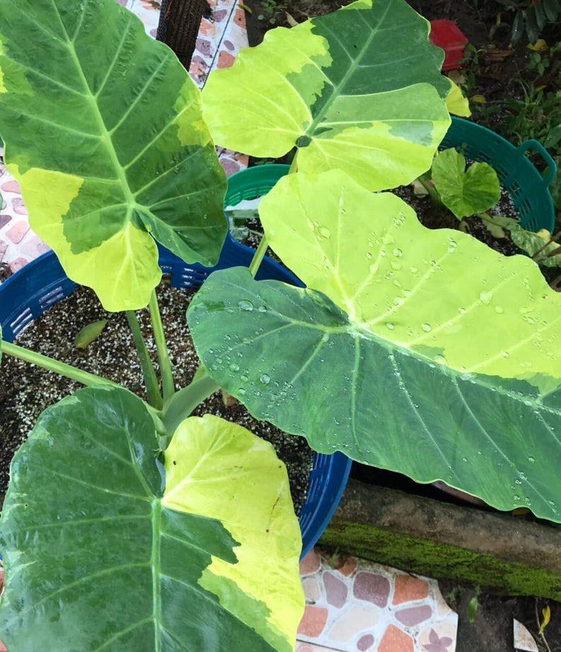 Variegated Leucocasia Gigantea Aurea Giant Elephant Ear RARE New HB