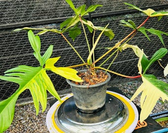フィロデンドロン・フロリダビューティー斑入り植物 – 斑入りの