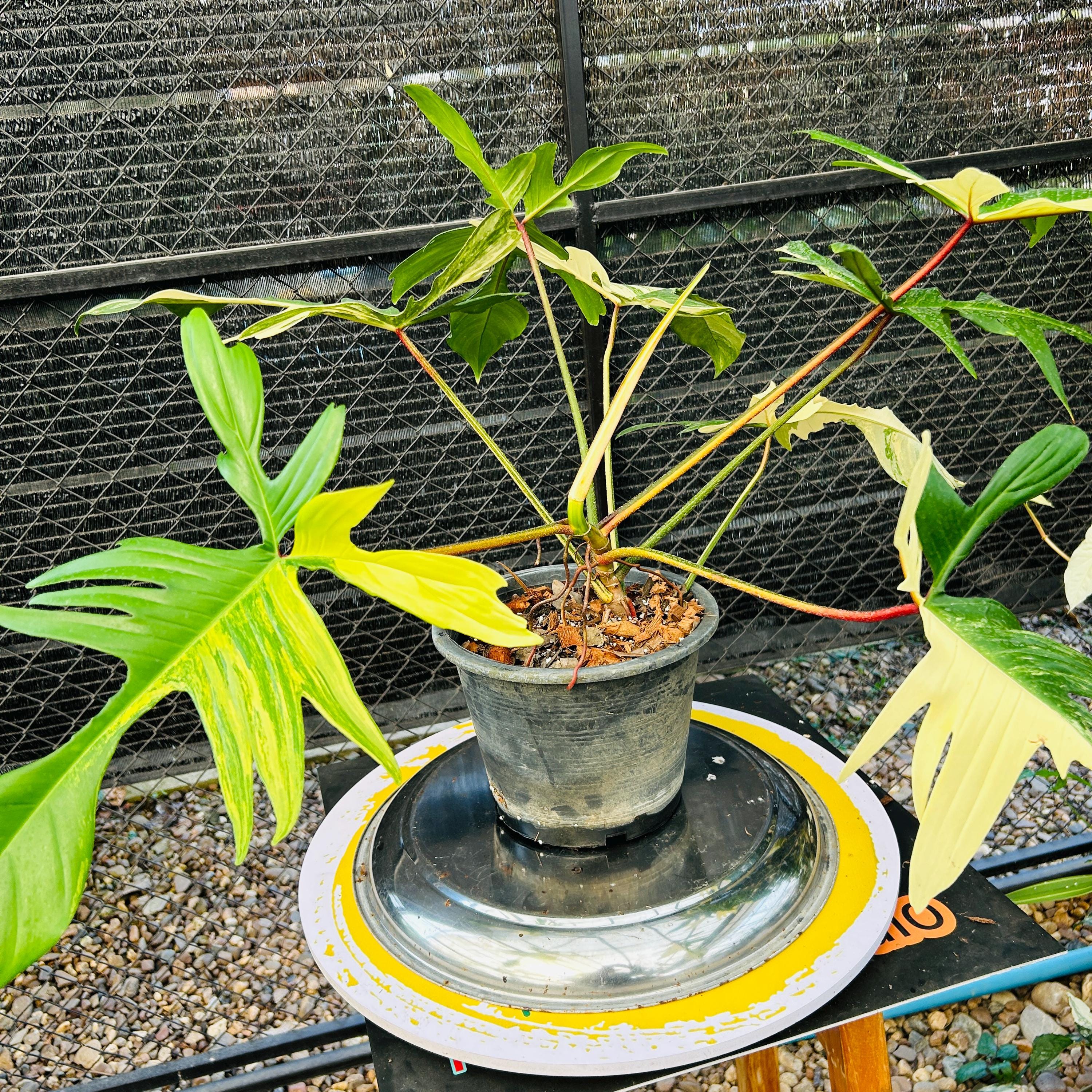 フィロデンドロン・フロリダビューティー斑入り植物 – 斑入りの
