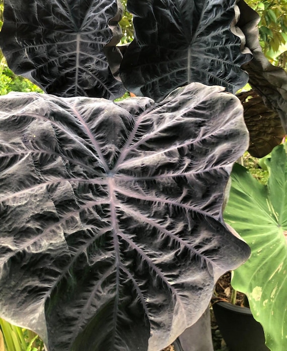 Rare Phantom Elephant Ear Colocasia Esculenta Live Bulb - Etsy