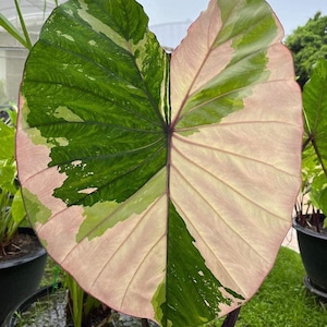希少 コロカシア ピンクサファイア Pink Sapphire 観葉植物 希少 コロカシア ピンクサファイア Pink Sapphire 観葉植物 観葉植物
