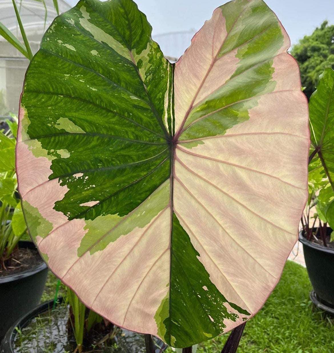 Colocasia pink - Etsy 日本