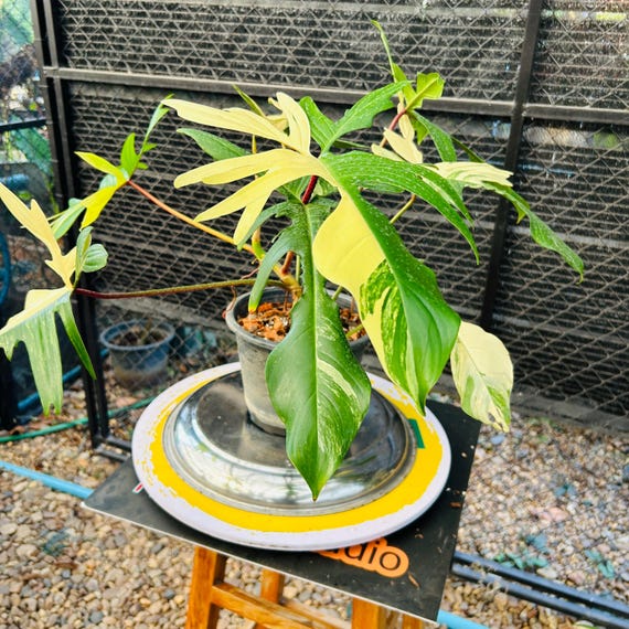 フィロデンドロン・フロリダビューティー斑入り植物 – 斑入りの