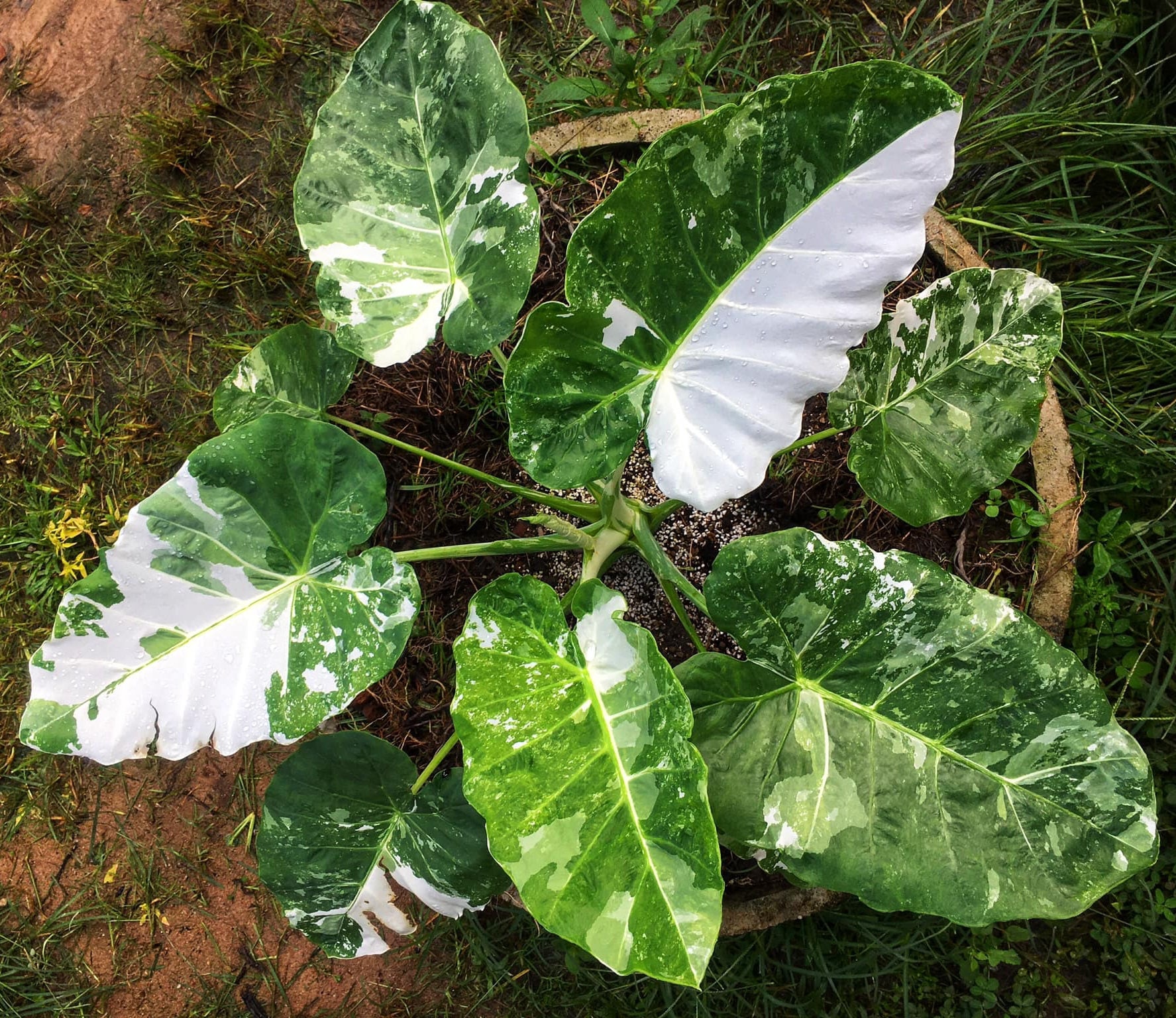 Rare Variegated Leucocasia Gigantea Albo Elephant Ear Bulb - Etsy
