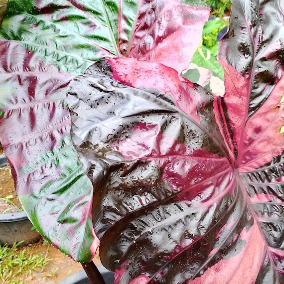 RARE Lanska Black-red Colocasia Esculenta, New Hybrid Elephant Ear