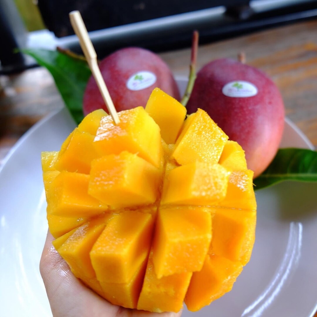 マンゴーの木 平果文 接ぎ木苗 新HB 人気品種 - Etsy 日本