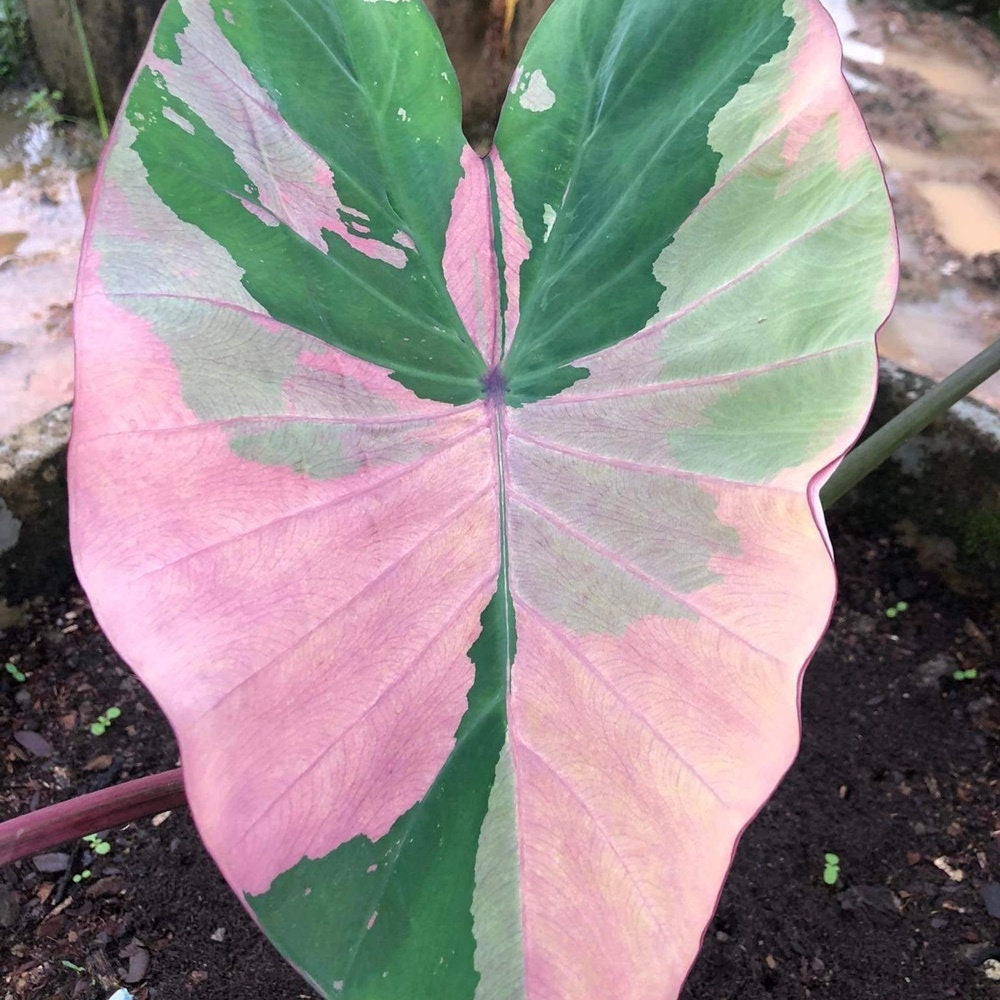 Rare Phrasaeng Pink Elephant Ear Colocasia Esculenta Live Bulb - Etsy