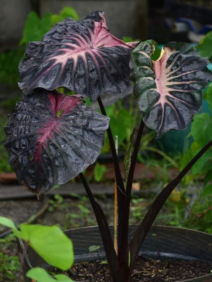 コロカシア黒葉ピンクラーバーcolocasia Psylocke 1本ラスト‼︎ コロカシア黒葉ピンクラーバーcolocasia Psylocke 1本ラスト‼︎