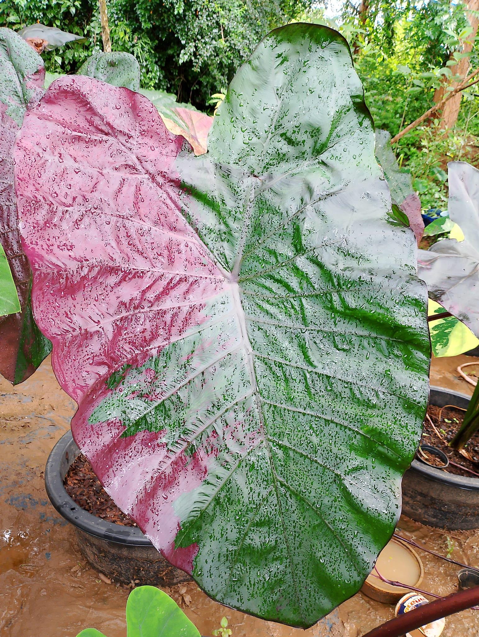 Rare Suksathit Pink Elephant Ear Colocasia Esculenta Live Bulb - Etsy