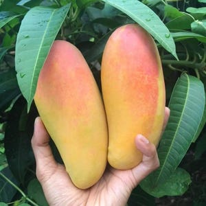 Mangoträd Ympad Maha Chanok Mango Populära sorter Thailand
