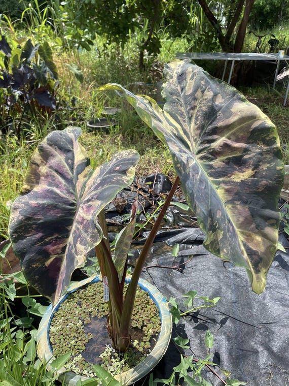 parlor palm plants Parlor Palm Neanthe Bella Palm