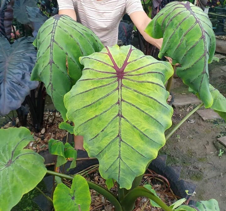 Colocasia pink - Etsy 日本