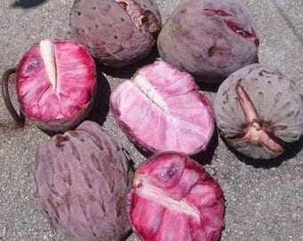 Zeldzame roze Ilama Annona macroprophyllata Geënte boom