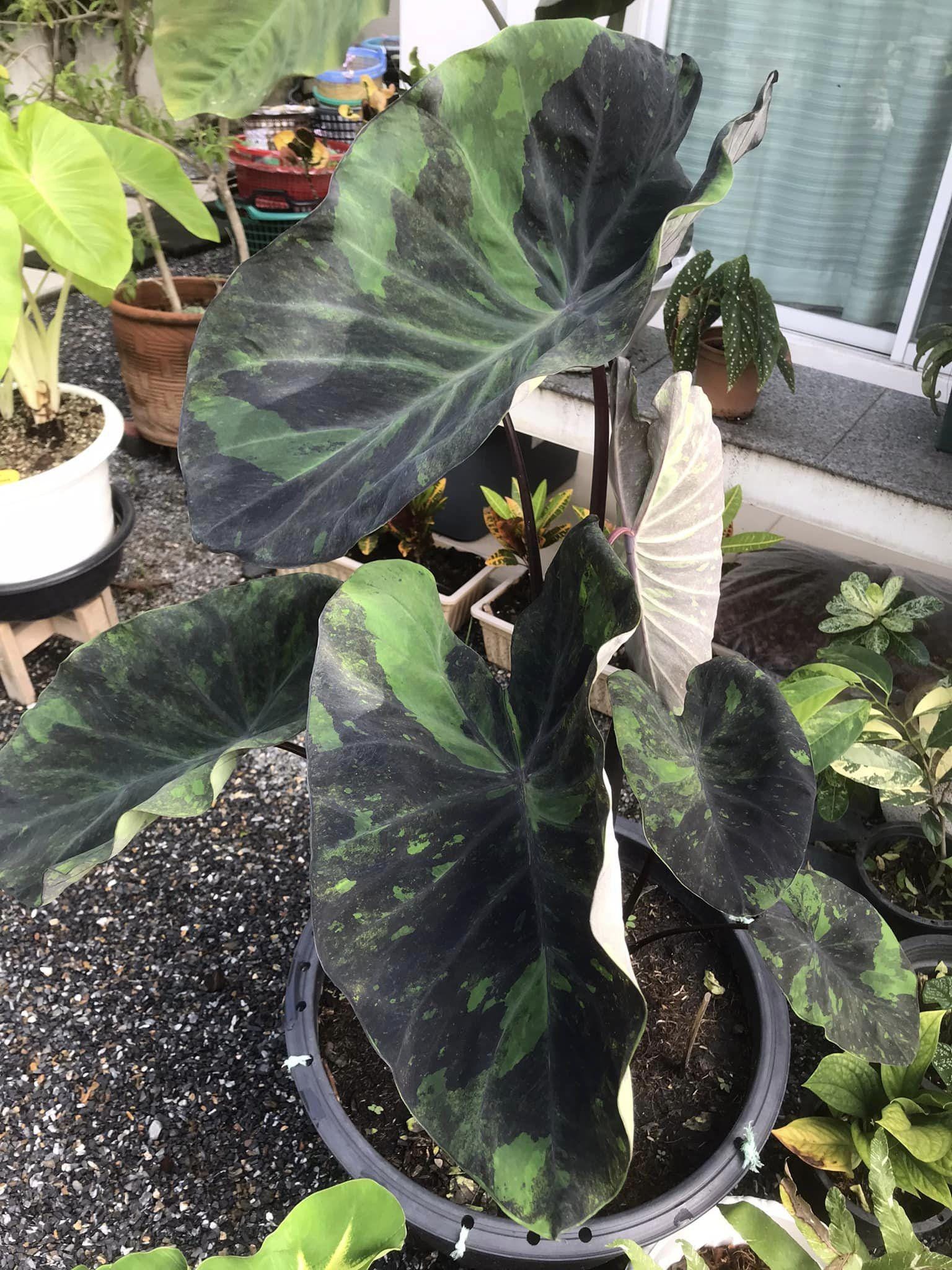 Rare Midnight Elephant Ear Colocasia Esculenta Live Bulb - Etsy