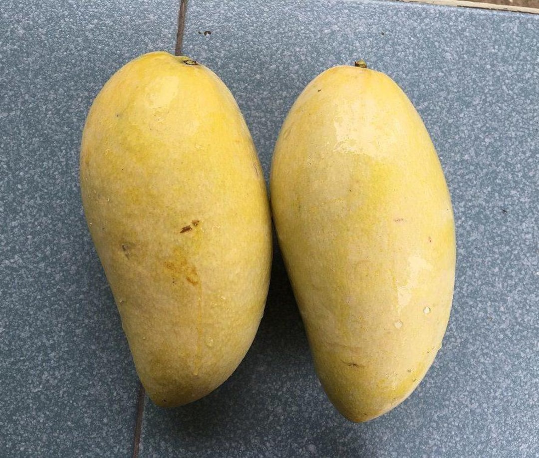 Mango Tree Jin Huang Grafted Plant New HB Popular Varieties - Etsy