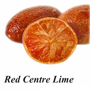 Australian Finger Lime/Caviar Lime Grafted Tree Red Center