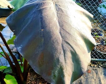 Medusa negra rara, oreja de elefante, Colocasia esculenta (bulbo vivo)