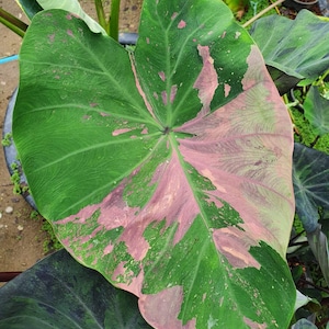 Colocasia Siam Ruby esculenta especie RARE Nuevo HB Certificado fitosanitario sin orejas de elefante