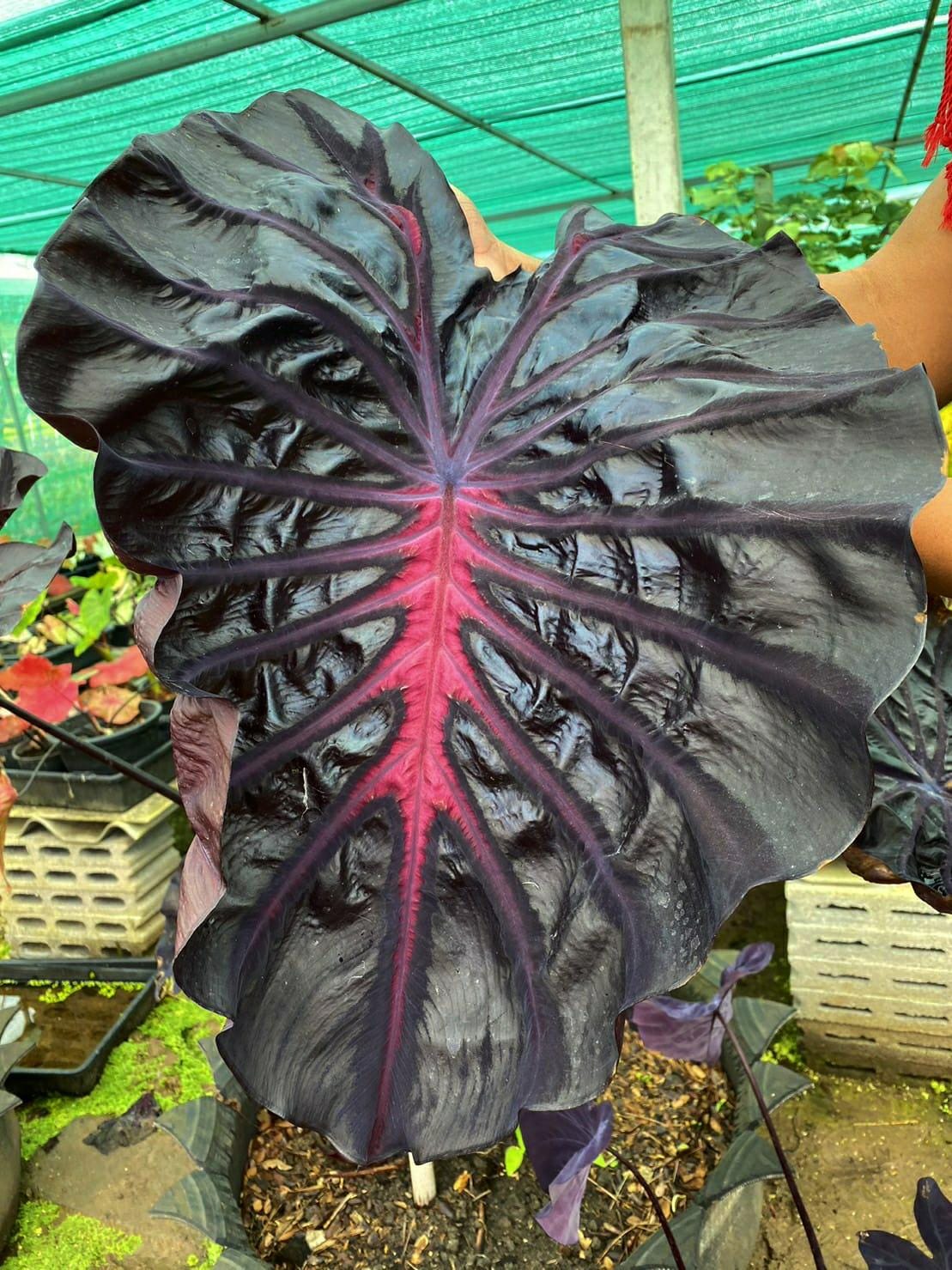 Rare Purple Star Elephant Ear Colocasia Esculenta Live Bulb - Etsy