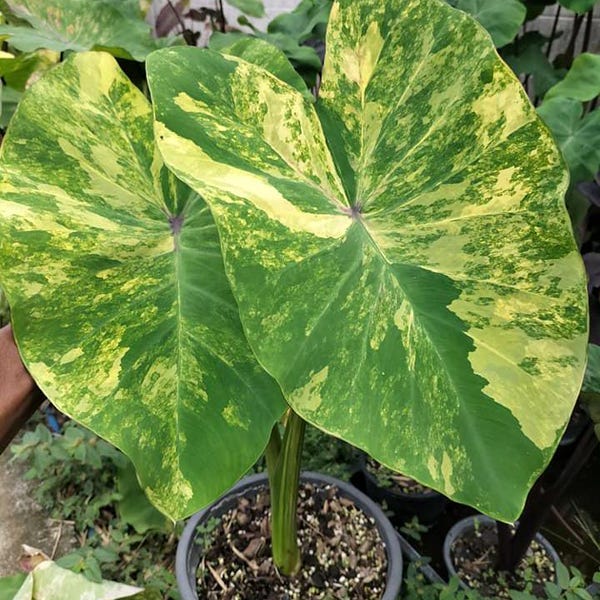 Rare Phet Sam Yod Elephant Ear Colocasia Esculenta Live Bulb