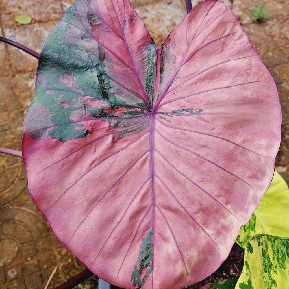 Colocasia pink - Etsy 日本