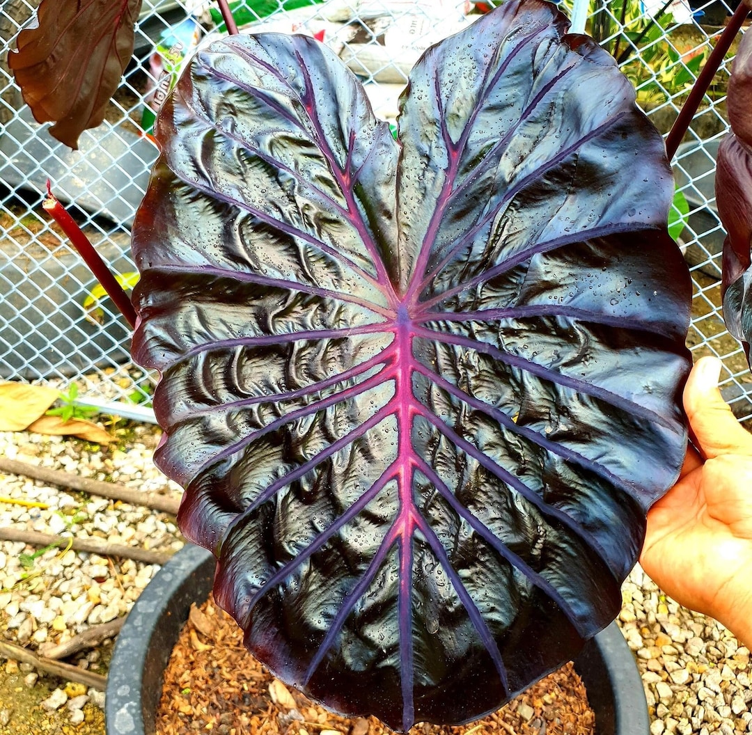 Rare Graphite Rare Graphite Reflected Elephant Ear Colocasia Esculenta Live Bulb - Etsy