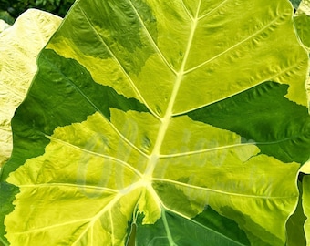 Rare Variegated Leucocasia Gigantea Aurea Elephant Ear Bulb