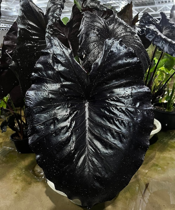 Seltene ELEKTRISCHE BLAU Elefanten Ohr Colocasia Esculenta Lebende Birne!!!  Preis mit allen Zllen und Steuern fr USA-Kunden zahlen nicht mehr !!! -  Etsy sterreich