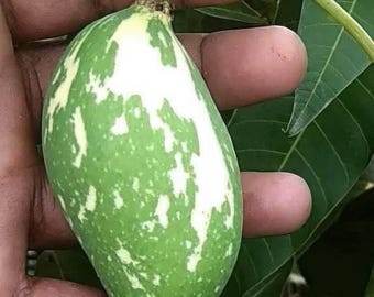Seltene, veredelte Mangobaum-Sorte „Talab Nak“ mit bunten Blättern